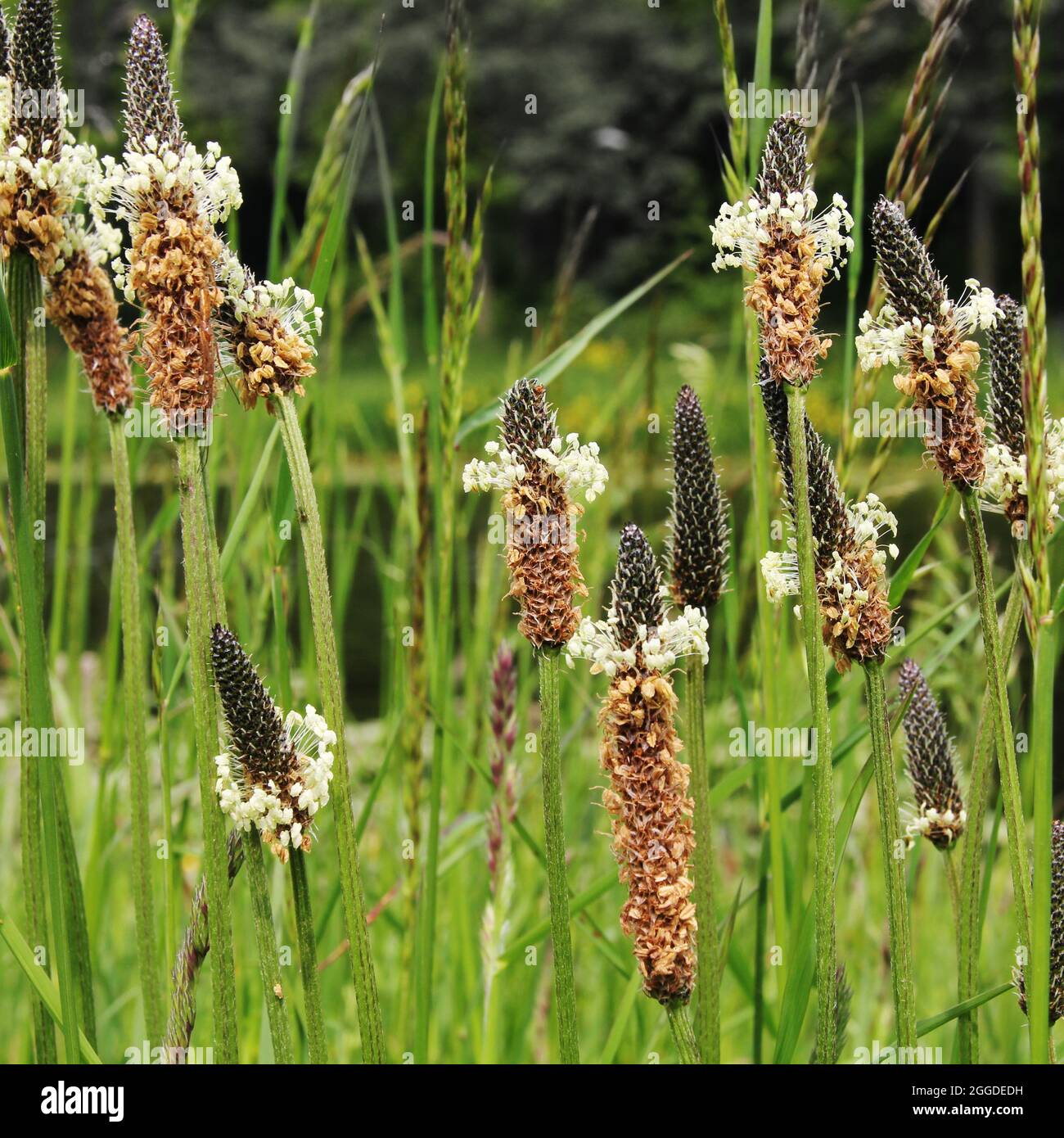 Un mazzo di Plantago lanceolata con altre erbe selvatiche nel parco Foto Stock