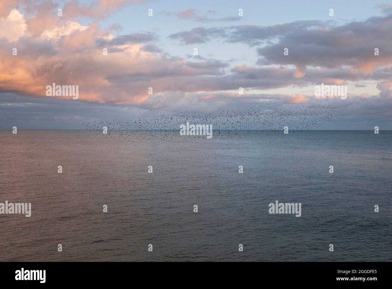 Una Murmurazione serale di Starlings al largo della spiaggia a Brighton, East Sussex, Regno Unito Foto Stock