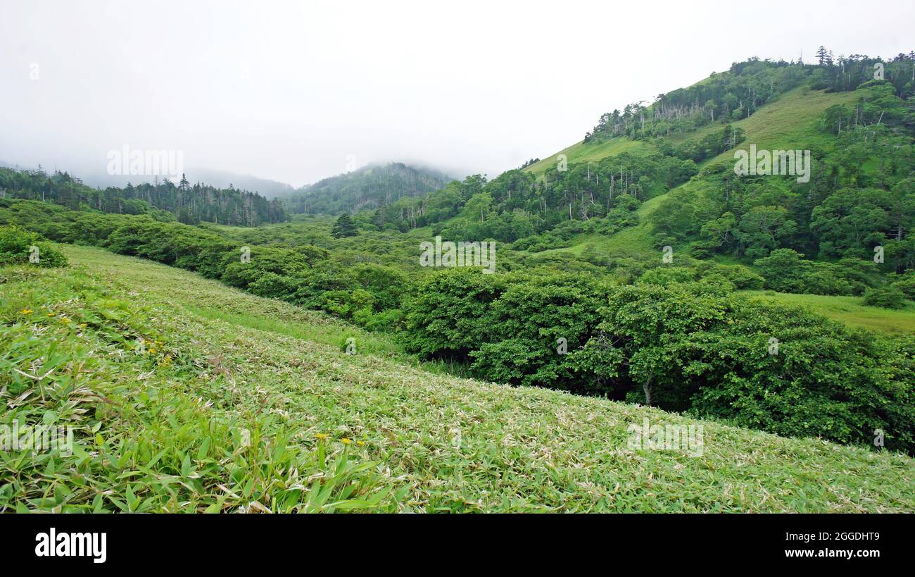 Verde paesaggio estivo. Isola Shikotan in Estremo Oriente. Le Isole Kuril. Prati in fiore. Foto Stock