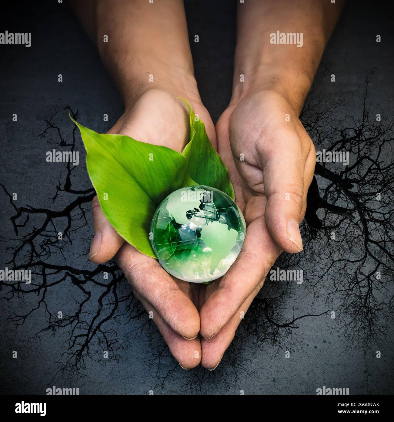 Mani umane che tengono un globo verde del pianeta Terra su foglie verdi su albero e sfondo grigio Foto Stock