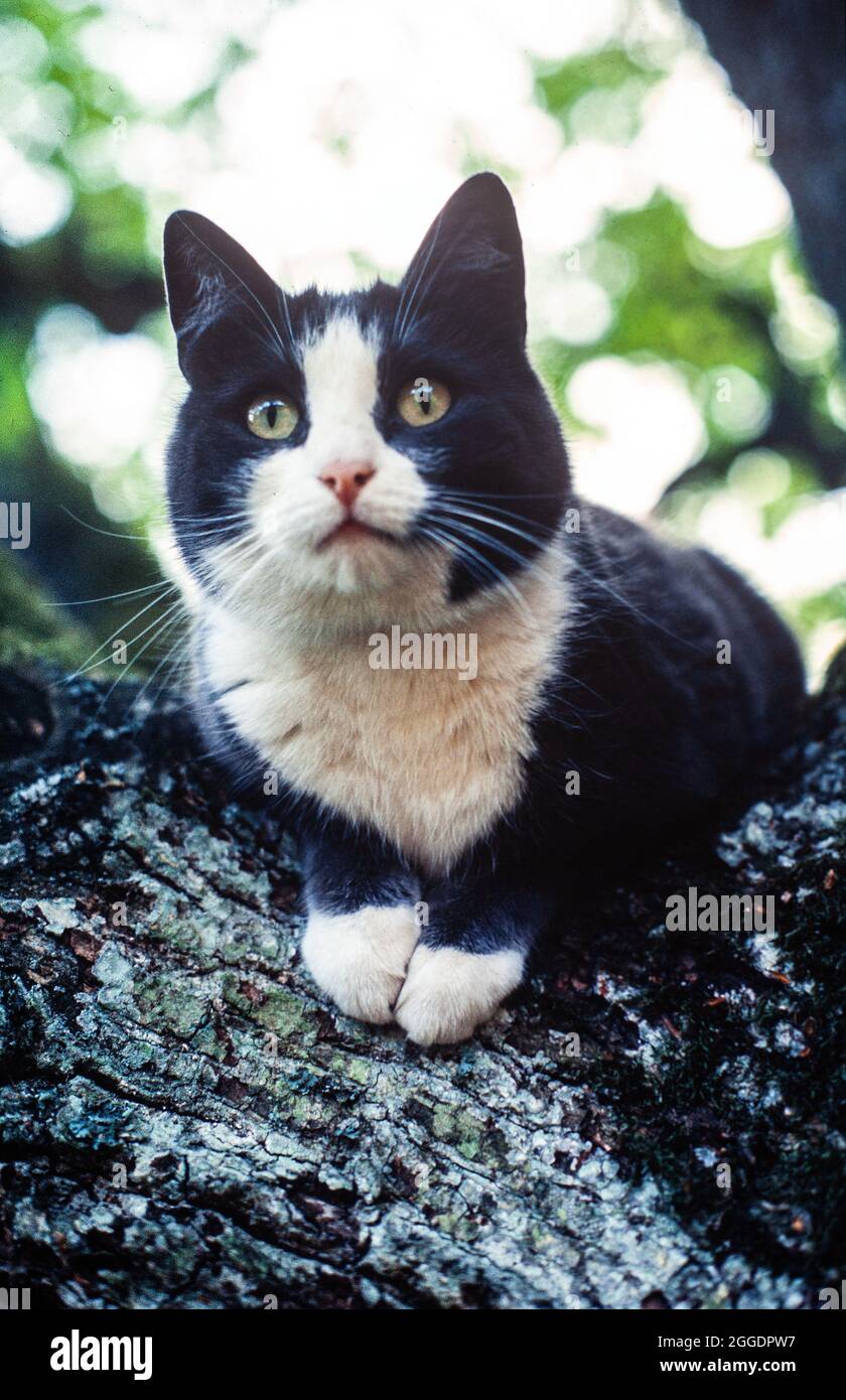 Gatto bianco e nero in albero foto: Bo Arrhed Foto Stock