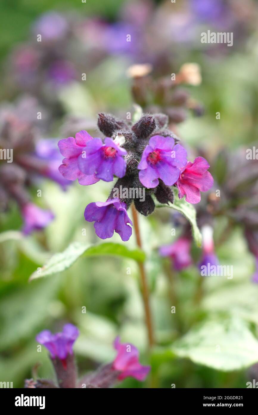 Pulmonaria majeste. Pulmonaria saccharata 'Majeste' lungwort in un confine primaverile. REGNO UNITO Foto Stock