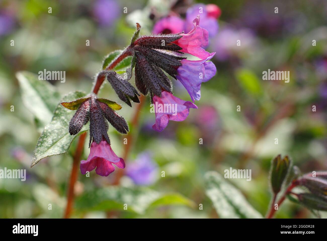 Pulmonaria majeste. Pulmonaria saccharata 'Majeste' lungwort in un confine primaverile. REGNO UNITO Foto Stock