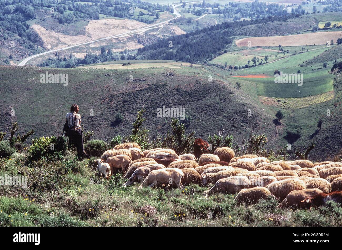 Pastore che gregge di pecore nei Pirenei, Francia Foto Stock