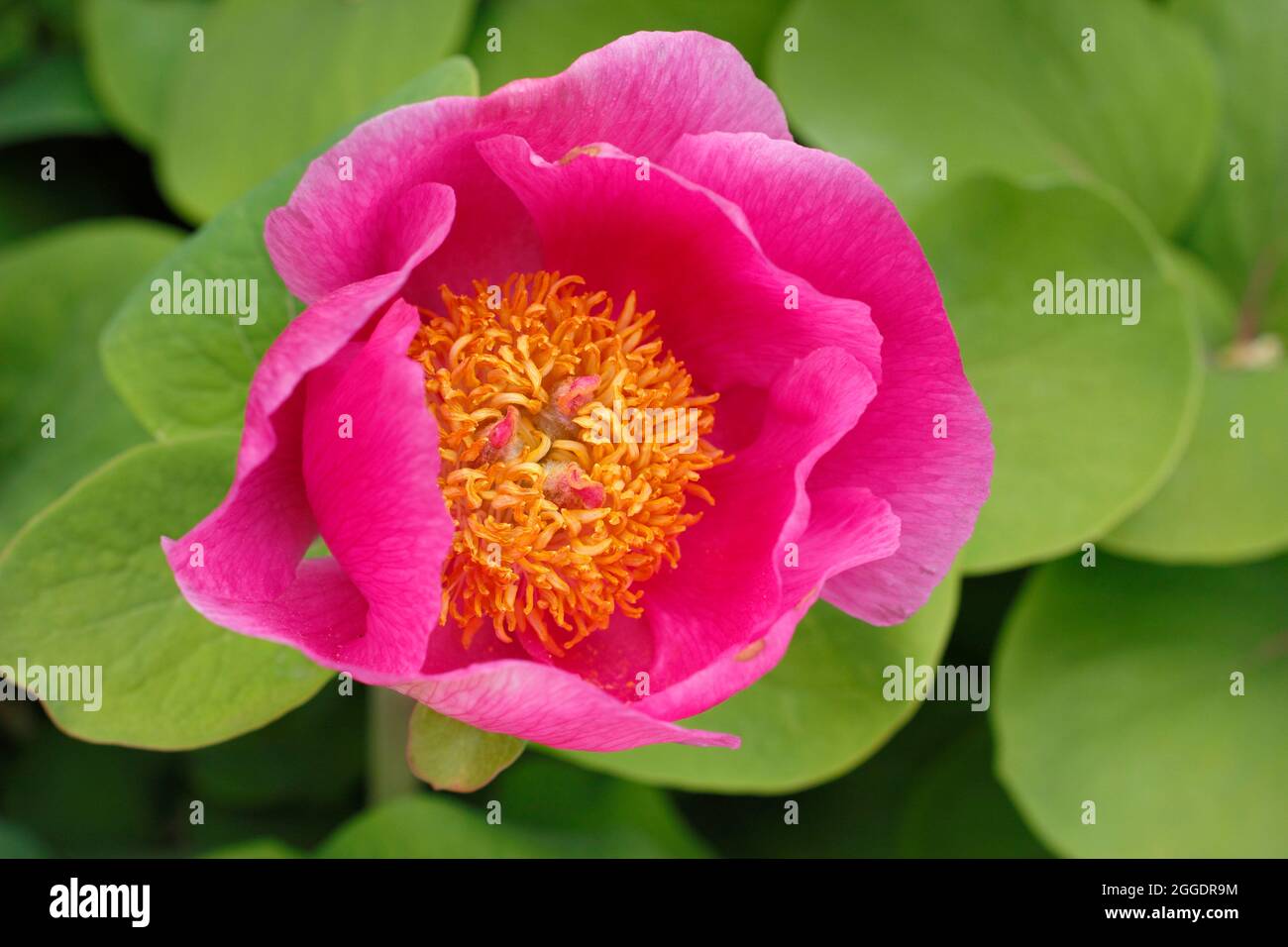 Specie di peonia immagini e fotografie stock ad alta risoluzione - Alamy