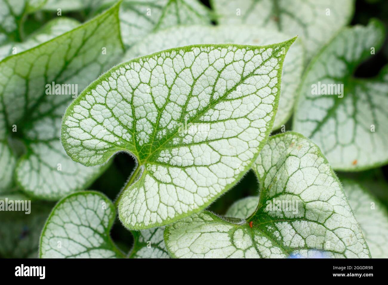 Brunnera macrophylla Jack Frost che in primavera mostra caratteristiche foglie d'argento e verde. REGNO UNITO Foto Stock