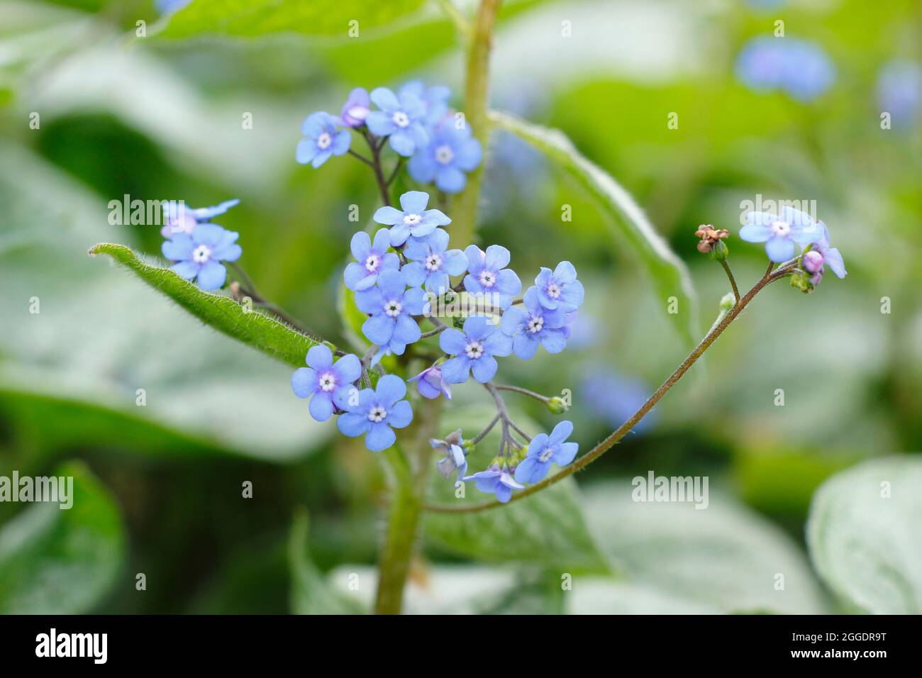 Brunnera macrophylla Jack Frost con le sue caratteristiche foglie argentate e verdi e piccoli fiori blu in primavera. REGNO UNITO Foto Stock