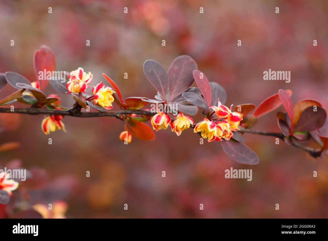 Berberis thunbergii atropurpurea 'Rose Glow'. Berberis 'Rosy Glow', chiamato anche Berberis Rose Glow, che mostra piccoli fiori in primavera. REGNO UNITO Foto Stock