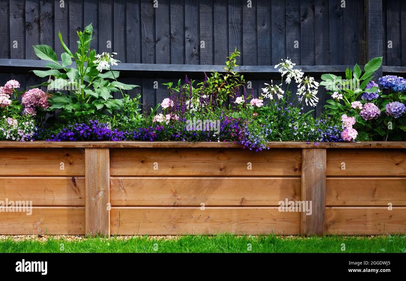 Idrangeas, lobelia, dahlias, agapanthus e Salvia nemorosa in un grande piantatore di legno Foto Stock