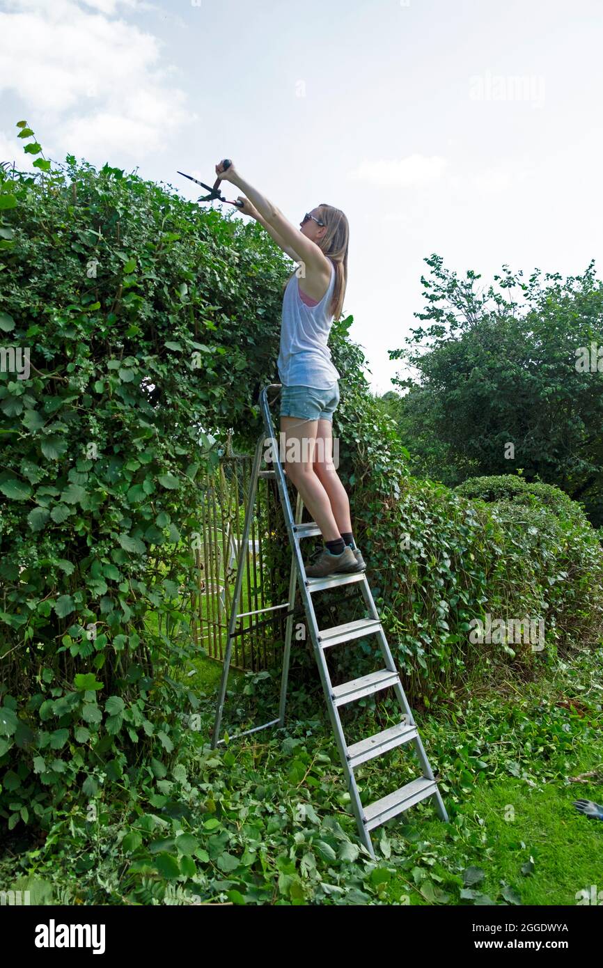 Giovane donna lato posteriore vista giardiniere usando cesoie da giardino in piedi su una scala che taglia la siepe sempreverde sopra il cancello in campagna Galles UK KATHY DEWITT Foto Stock