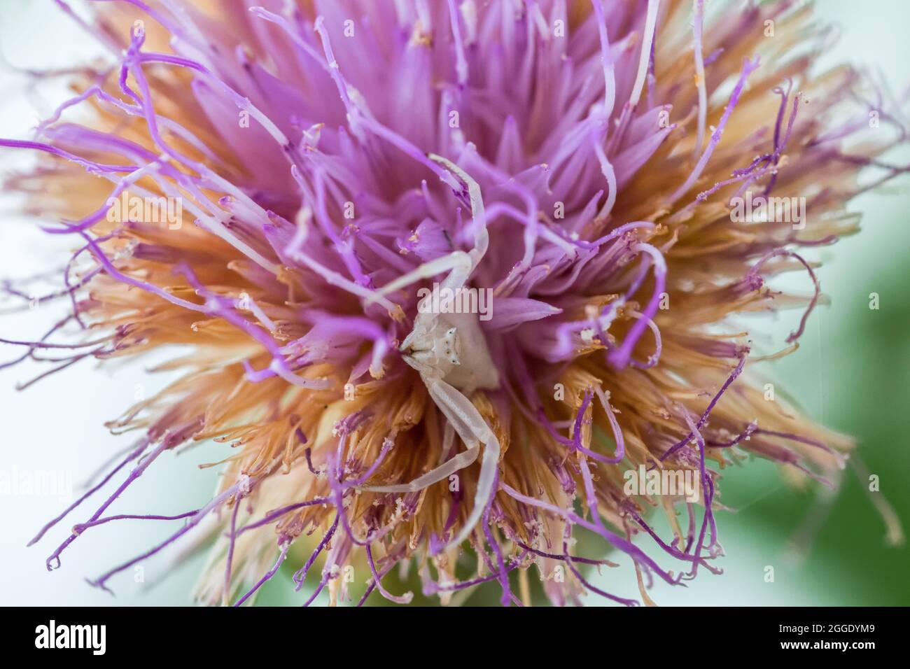 Ragno di granchio bianco umpato, Thomisus onustu, sul Maltese Rock-Centaury fiore Cheirolophus crassifolius Foto Stock