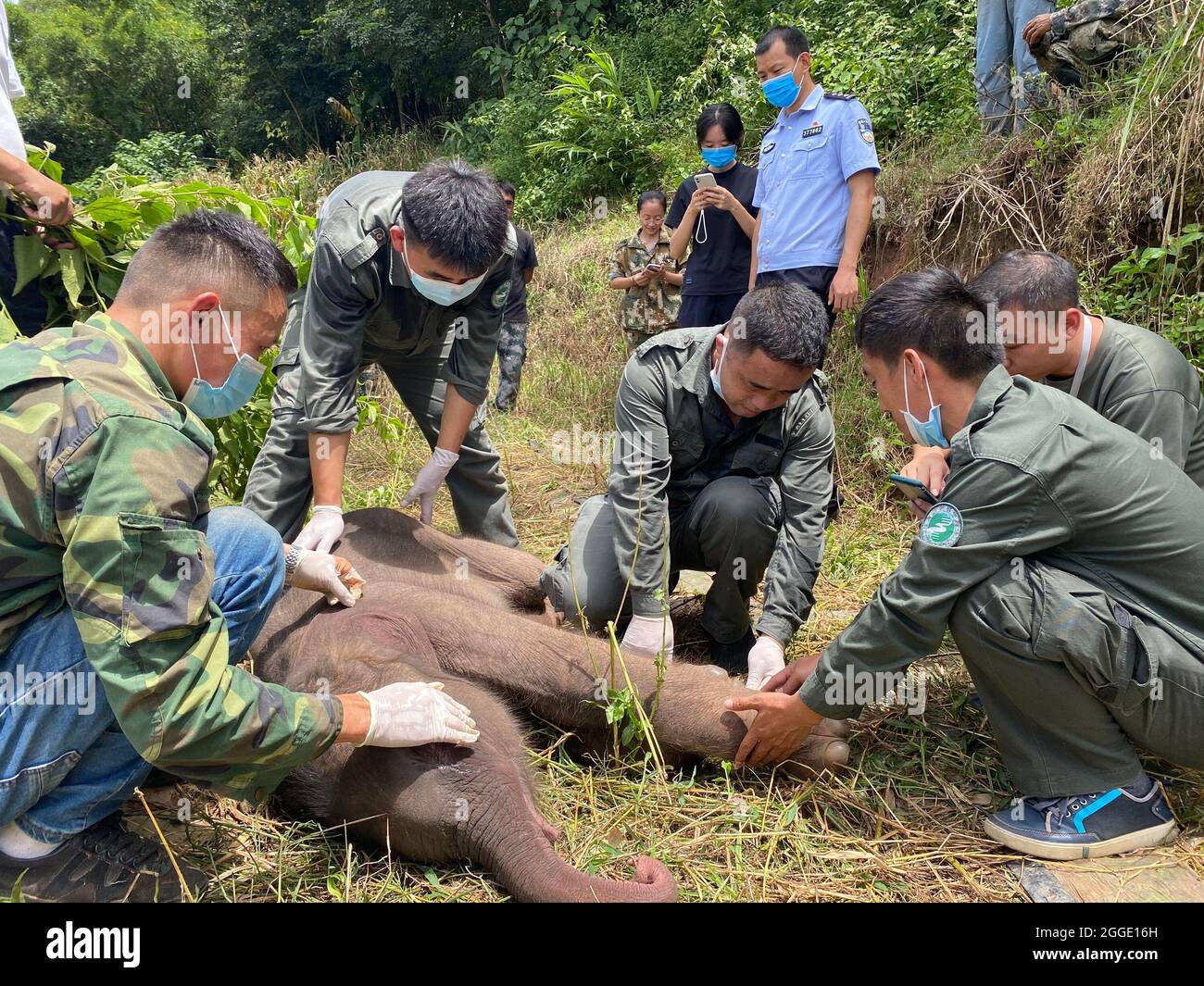 (210831) -- KUNMING, 31 agosto 2021 (Xinhua) -- i soccorritori esaminano l'elefante malato del bambino nella prefettura autonoma di Xishuangbanna dai, provincia di Yunnan della Cina sudoccidentale, 29 agosto 2021. Un neonato elefante a Xishuangbanna è stato abbandonato dalla sua mandria solo sei giorni dopo la nascita a causa di gravi malattie, tra cui la suppurazione del cordone ombelicale. Le autorità locali hanno effettuato trattamenti di emergenza per l'elefante in difficoltà. Il medico responsabile del trattamento ha detto martedì che l'elefante era guarito dalla febbre, e la sua malattia e lo stato mentale mostravano una tendenza di impr Foto Stock