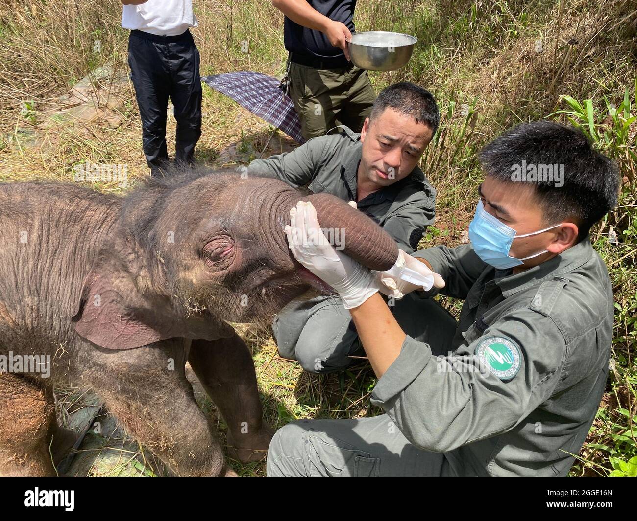 (210831) -- KUNMING, 31 agosto 2021 (Xinhua) -- i soccorritori nutrono l'elefante malato nella prefettura autonoma di Xishuangbanna dai, nella provincia di Yunnan della Cina sudoccidentale, 29 agosto 2021. Un neonato elefante a Xishuangbanna è stato abbandonato dalla sua mandria solo sei giorni dopo la nascita a causa di gravi malattie, tra cui la suppurazione del cordone ombelicale. Le autorità locali hanno effettuato trattamenti di emergenza per l'elefante in difficoltà. Il medico responsabile del suo trattamento ha detto martedì che l'elefante bambino era guarito dalla sua febbre, e la sua malattia e stato mentale ha mostrato una tendenza di miglioramento Foto Stock