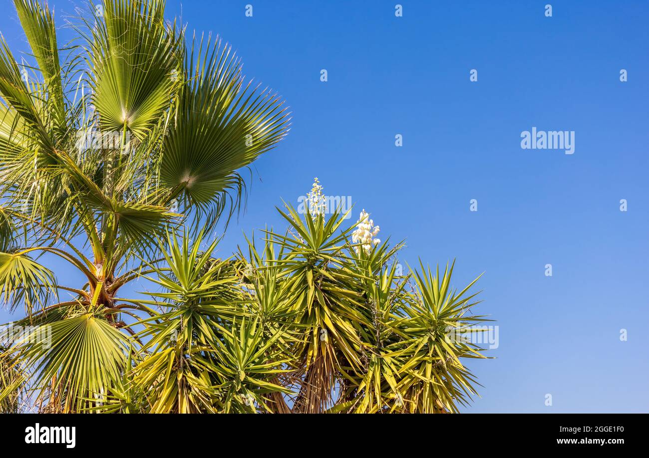 Yucca gloriosa, pianta spagnola-pugnale in fiore Foto Stock