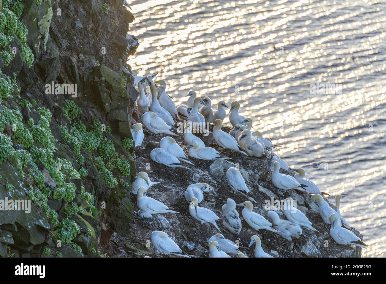 Un'altra colonia di gannet di fronte all'ago di roccia Stori Karl, Penisola di Langanes, Thorshoefn, Norourland eystra, Islanda Foto Stock