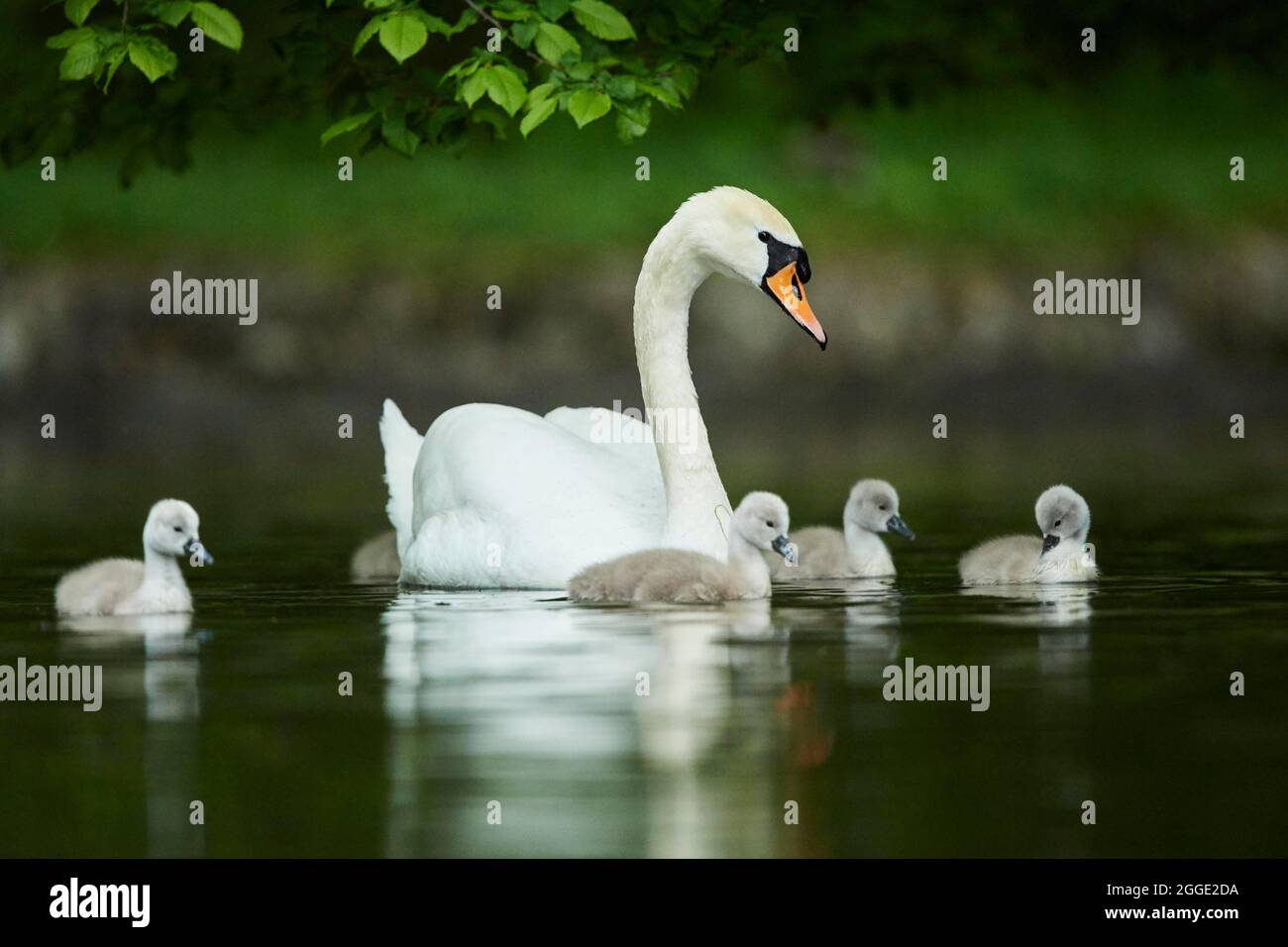 Cigno muto (Cygnus olor), madre con la sua nuoto su un lago, Baviera, Germania Foto Stock