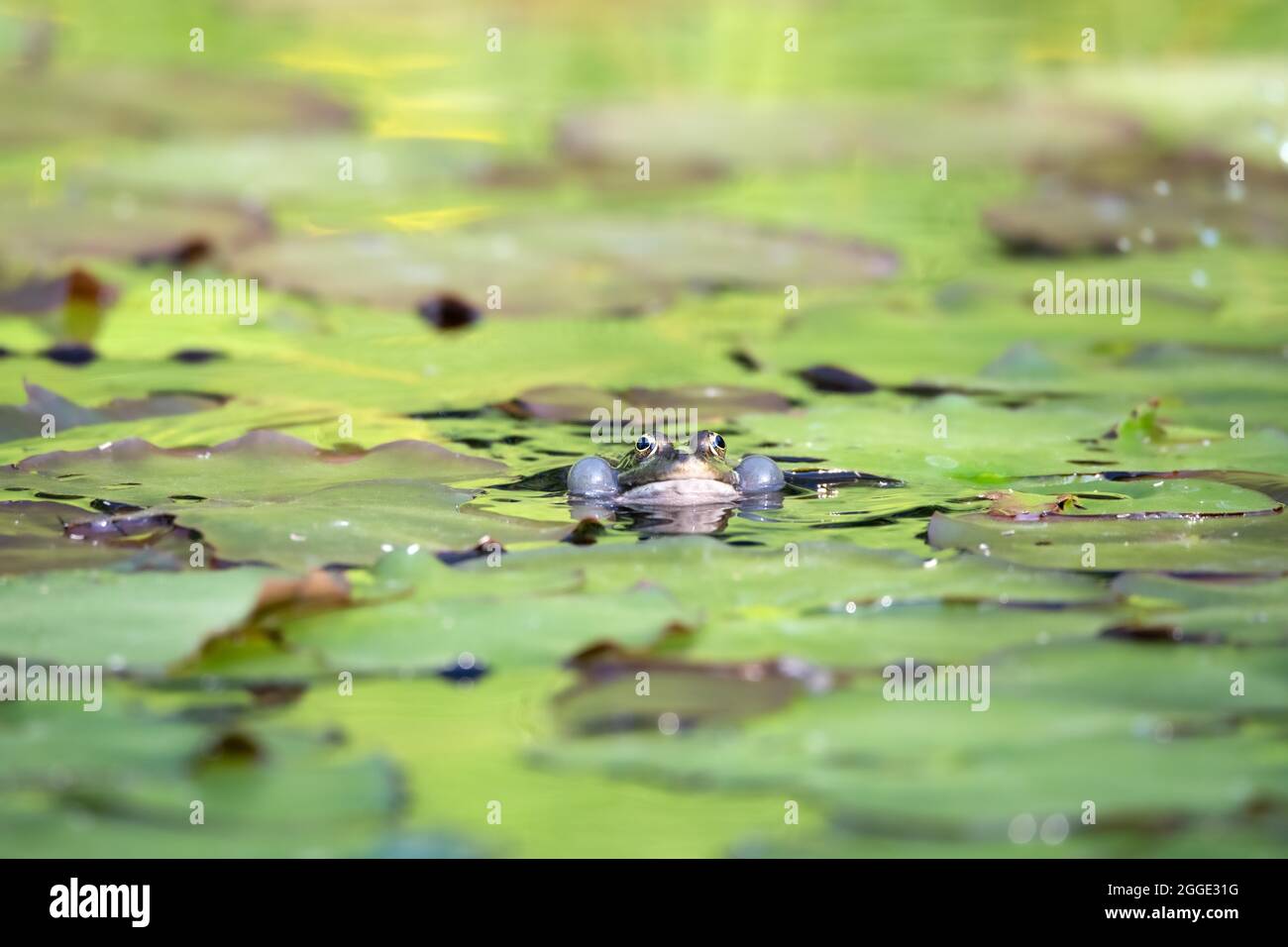 Rana di palude (Rana ridibunda), tra piante d'acqua con bolle sonore, Renania settentrionale-Vestfalia, Germania Foto Stock