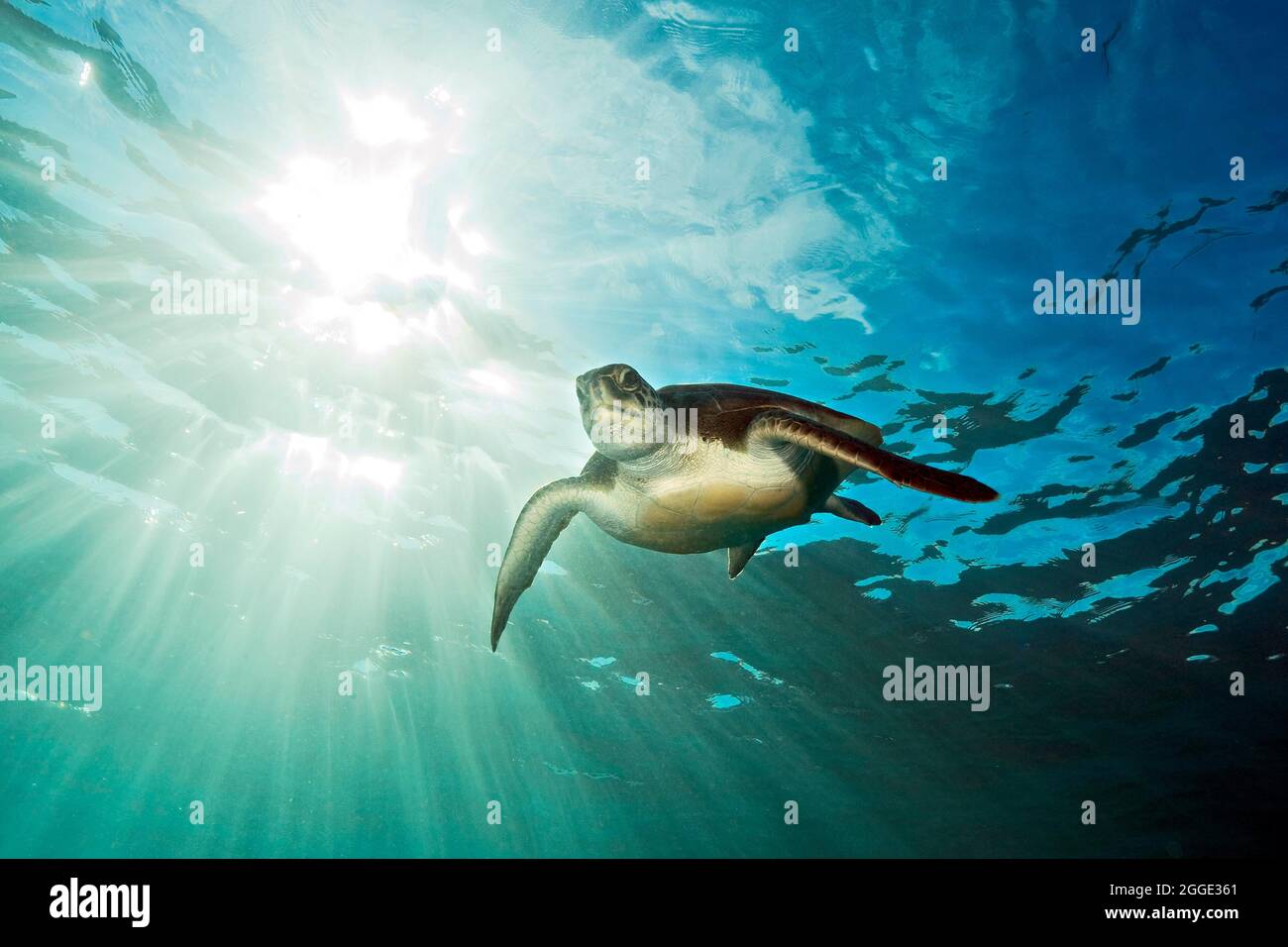 Tartaruga verde (Chelonia mydas), Atlantico orientale, Isole Canarie, Spagna Foto Stock