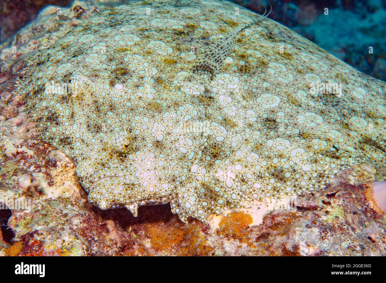 Peacock flounder (Bothus mancus), Oceano Indiano, Mauritius Foto Stock