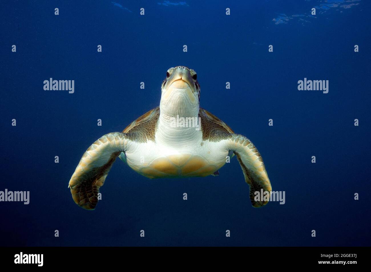Tartaruga verde (Chelonia mydas), Atlantico orientale, Isole Canarie, Spagna Foto Stock