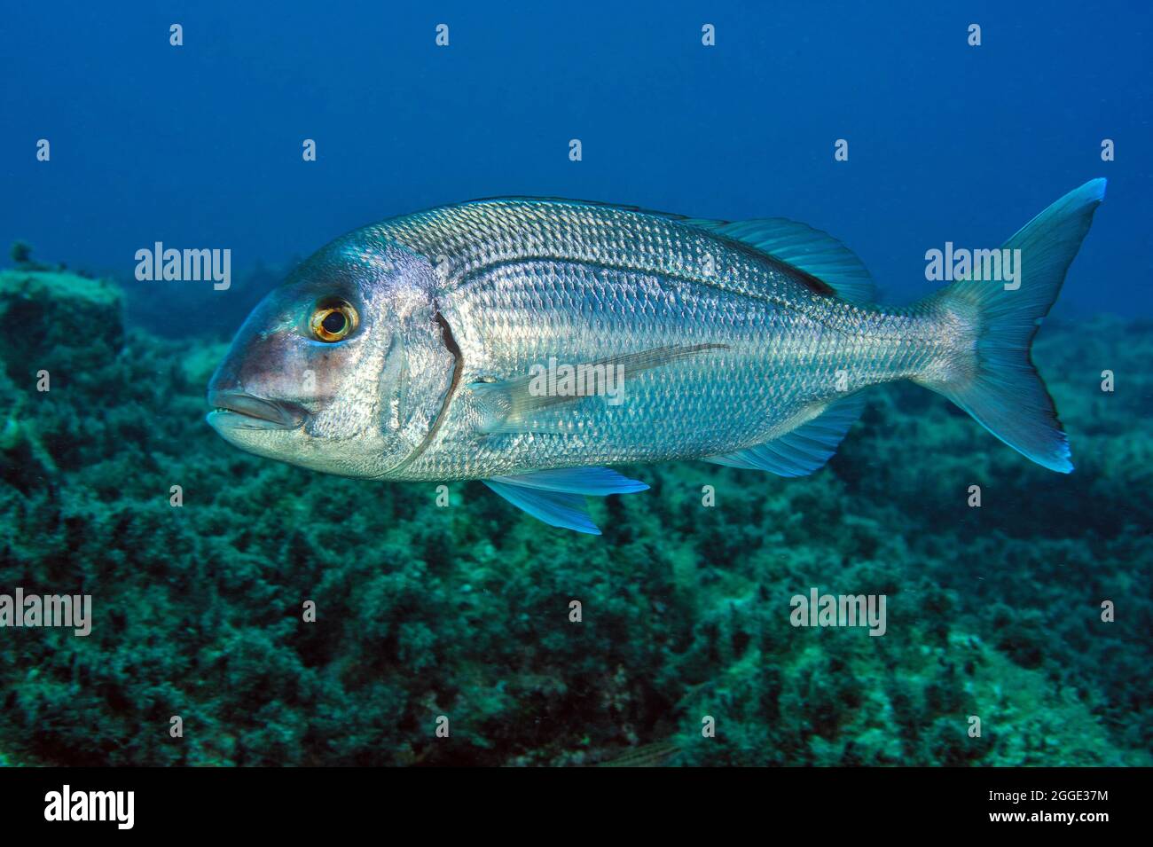 Comune Porgy Rosso (Pagrus pagrus), Atlantico orientale, Isole Canarie, Spagna Foto Stock