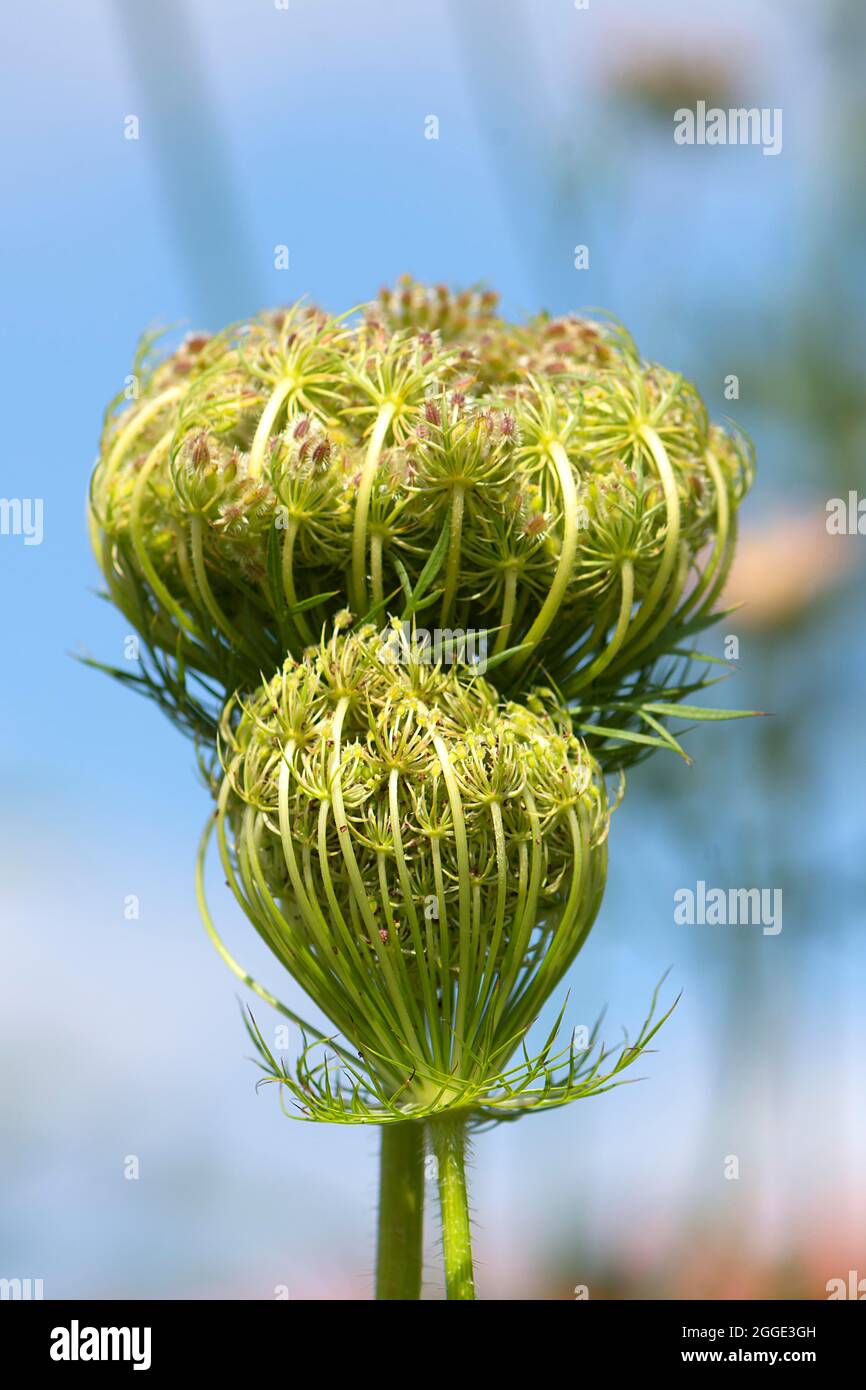 Seme stand della carota selvatica (Daucus carota subsp. Carota), Baviera, Germania Foto Stock