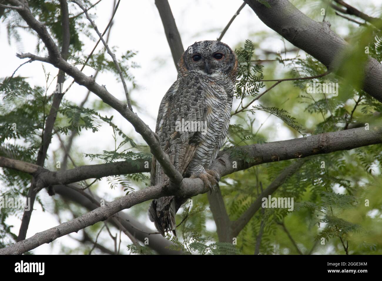 Il gufo di legno chiazzato, Strix ocellata è una specie di gufo grande trovato in India Foto Stock