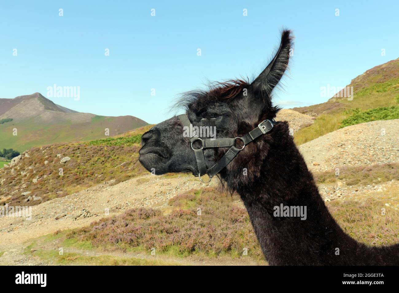 Alpaca arrabbiato Foto Stock