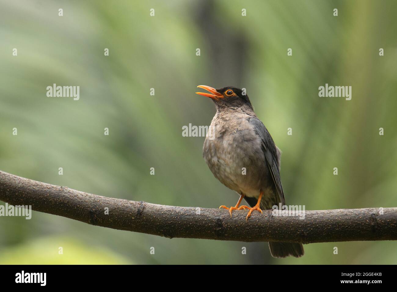 Blackbird indiano, Turdus similimus, femmina, primo piano, India Foto Stock