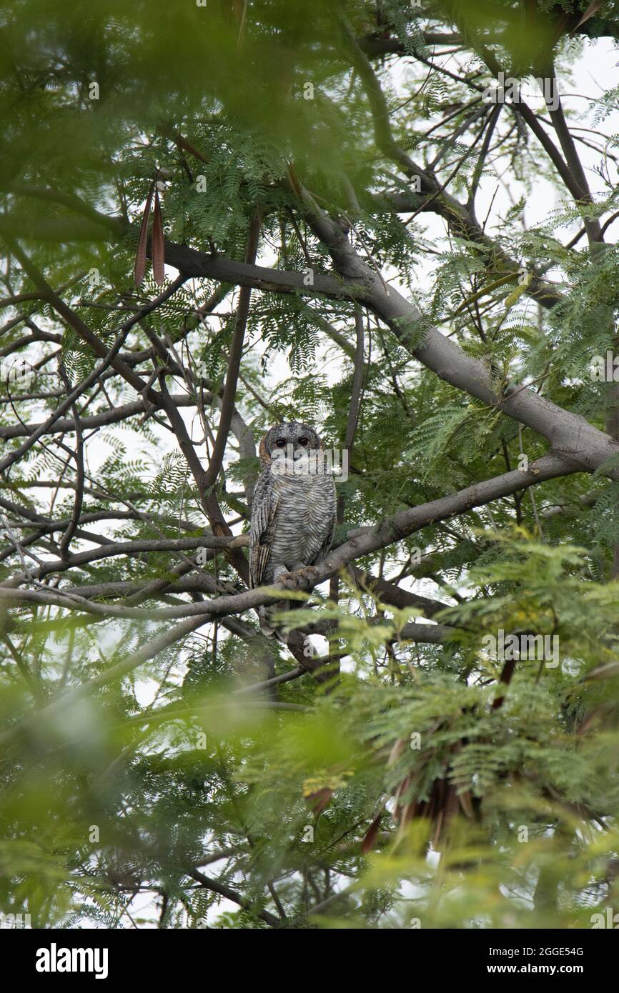Gufo di legno a chiazze, Strix ocellata. Gufo di medie dimensioni dall'aspetto discontinuo con occhi scuri, India Foto Stock