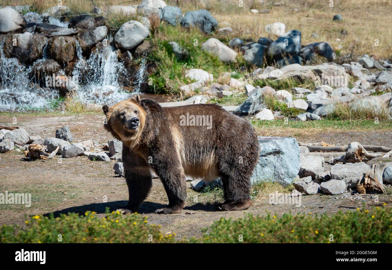 Orso Grizzly (Ursus arctos horribilis) di fronte a un ruscello con cascata, Grizzly e Wolf Discovery Center, Wildlife Park, Wyoming, USA Foto Stock