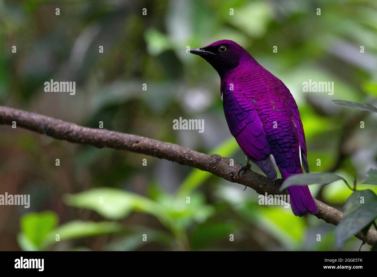 Stelle a sfondo violetto, note anche come stelle a base di susina, le stelle a base di Cinnyricinclus Foto Stock
