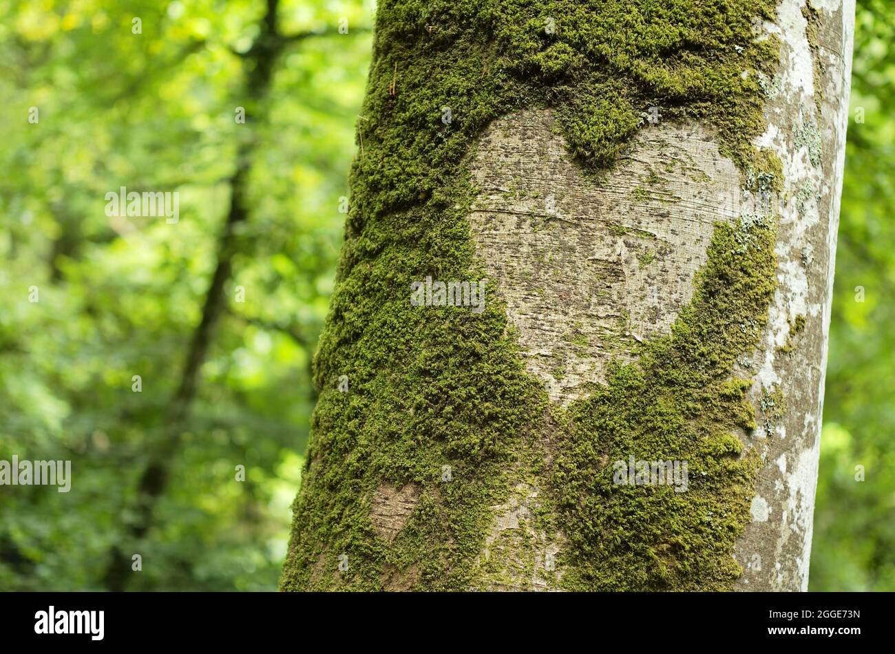 Cuore in corteccia di albero, Vallee du le Leguer, fiume del pesce migratorio, Tonquedec, Cotes-d'Armor, Bretagna, Francia Foto Stock