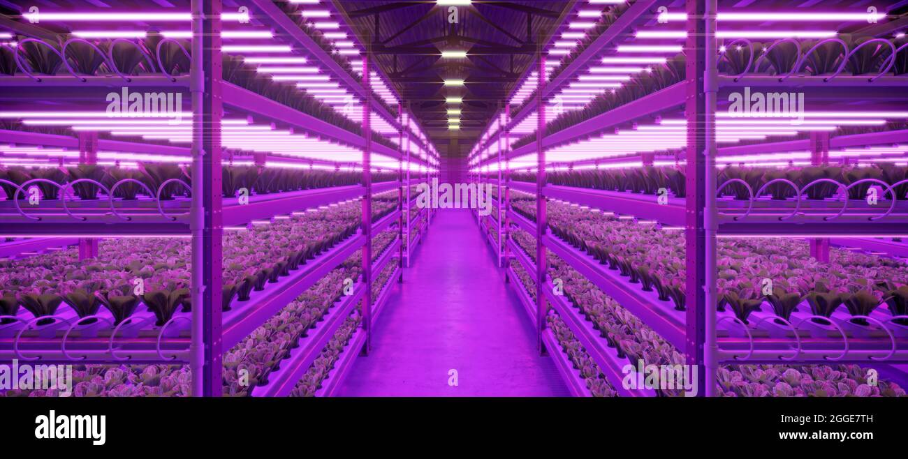 Fabbrica di piante vegetali interne idroponiche in magazzino spazio espositivo. Interno della fattoria idroponica. Insalata verde. Lattuga romana che cresce nel verde Foto Stock