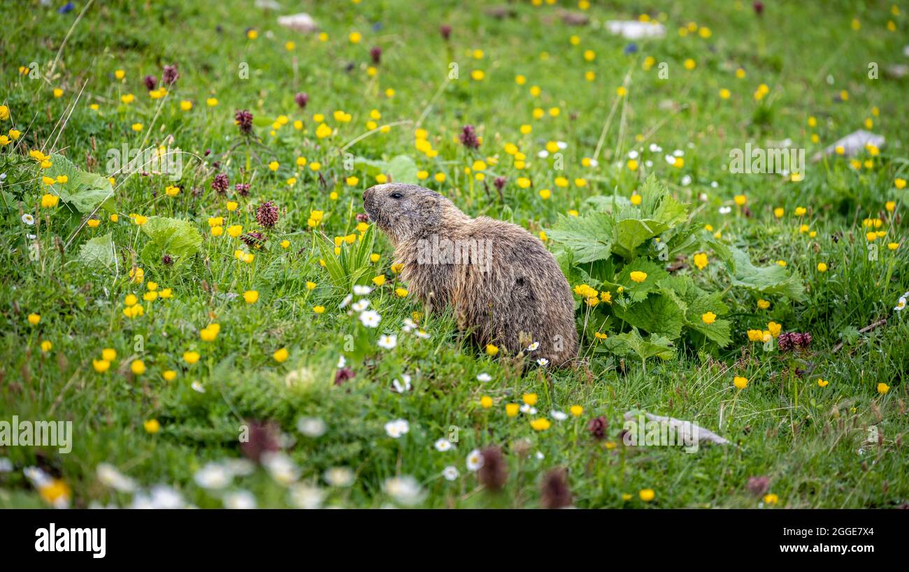 Marmotta (Marmota) in un prato di fiori, Alpi Allgaeu, Allgaeu, Baviera, Germania Foto Stock