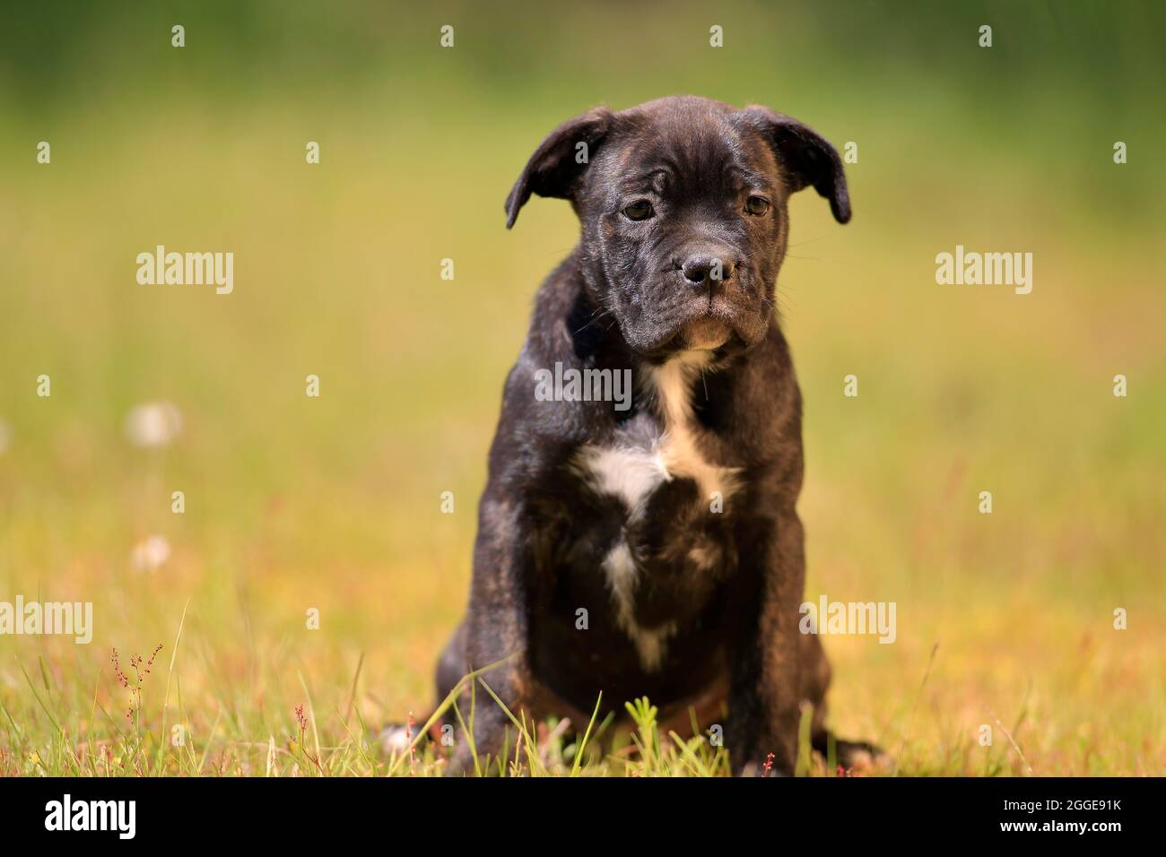 Cane corso Boxer mix cane domestico (Canis lupus familiaris), cucciolo  seduto in erba, Renania-Palatinato, Germania Foto stock - Alamy