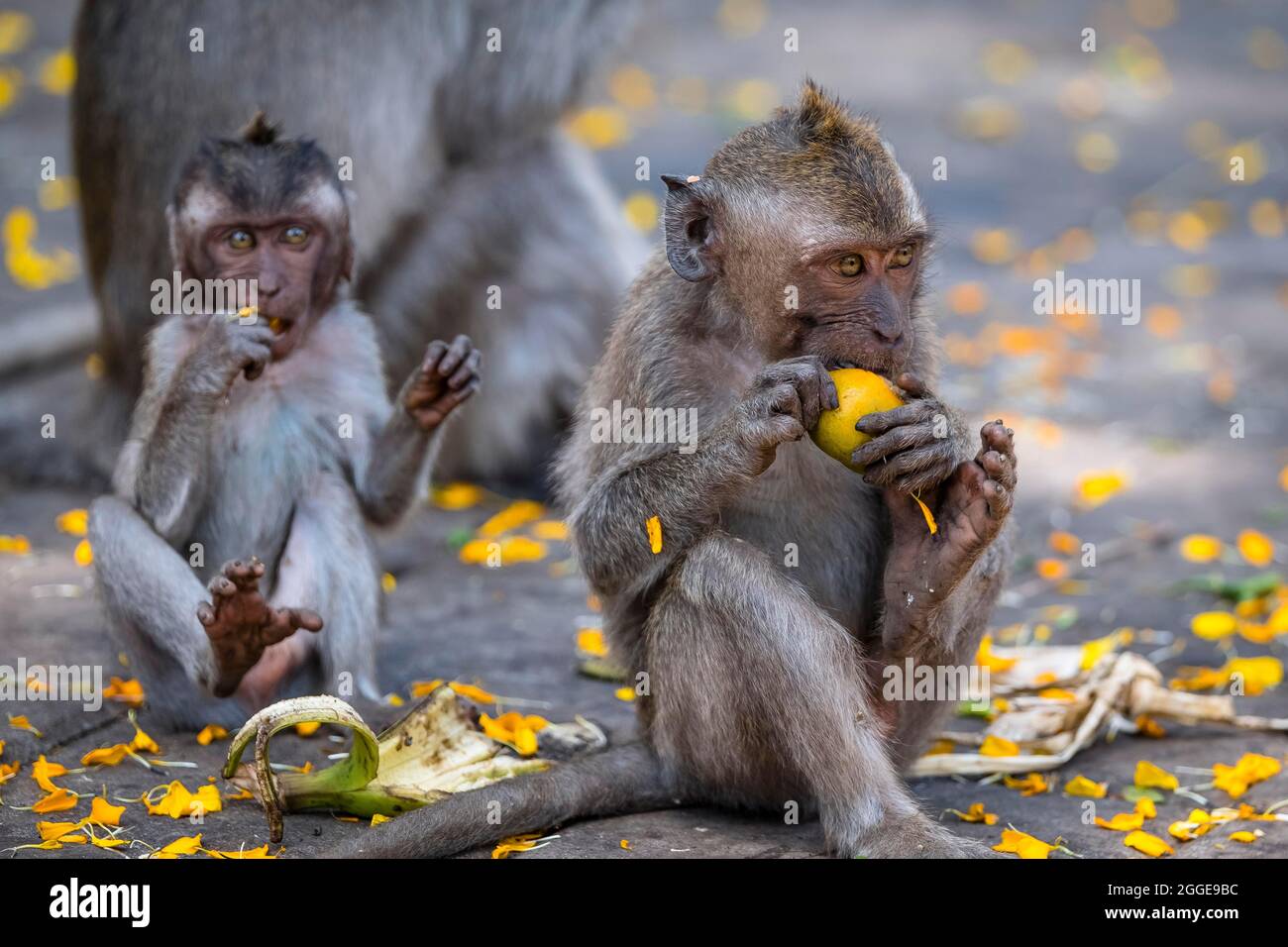 Giovane granchio mangiare macaco (Macaca fascicularis) o scimmia giavanese, mangiare fiori e frutta, Bali, Indonesia Foto Stock