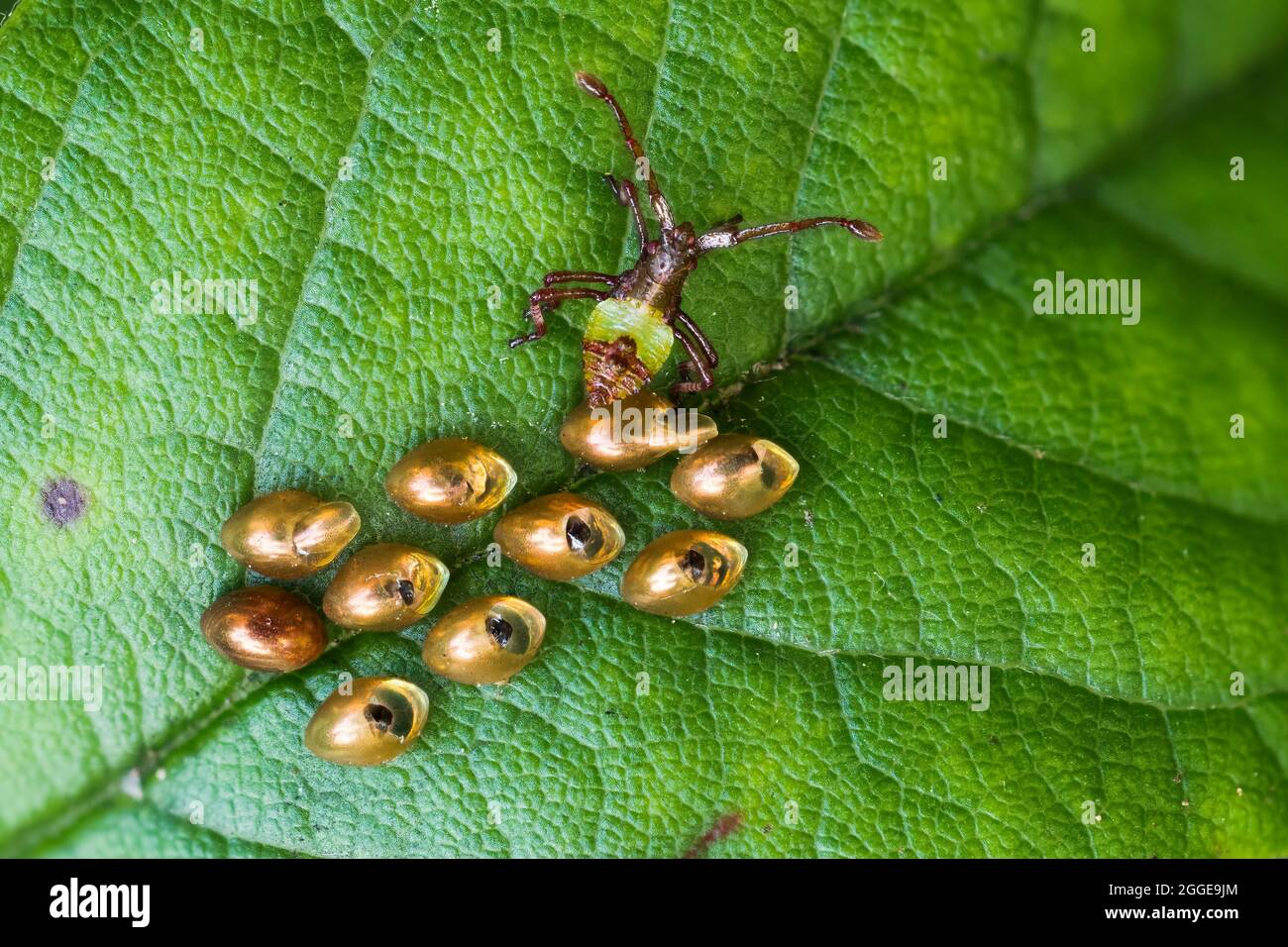 Scatola bug (Gonocerus acuteangulatus), uova e larve appena covate su foglia di rosa Foto Stock