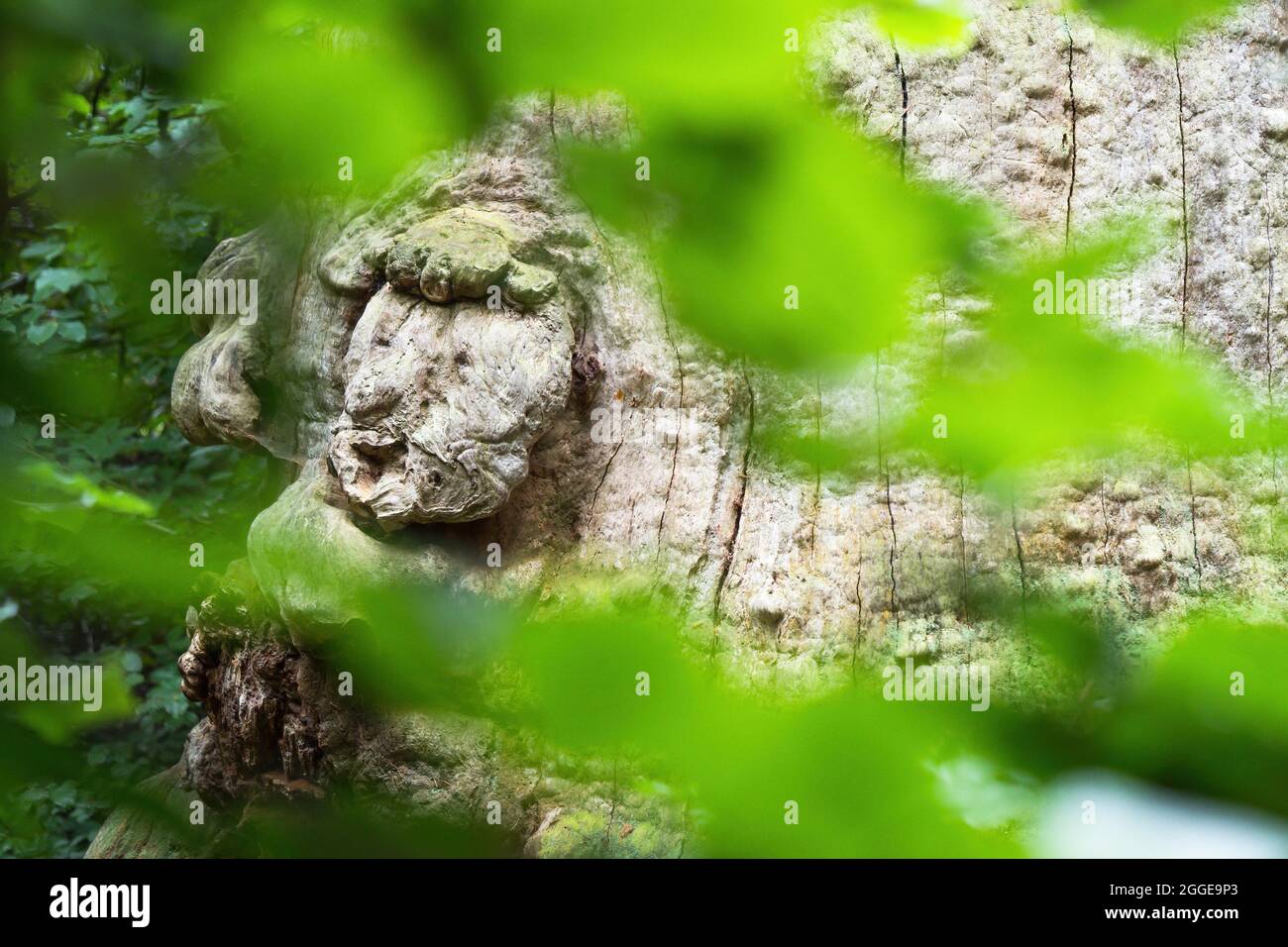 Faccia dell'albero su un Faggio di 800 anni (Fagus), foresta primeval di Sababurg, Assia, Germania, Assia, Germania Foto Stock