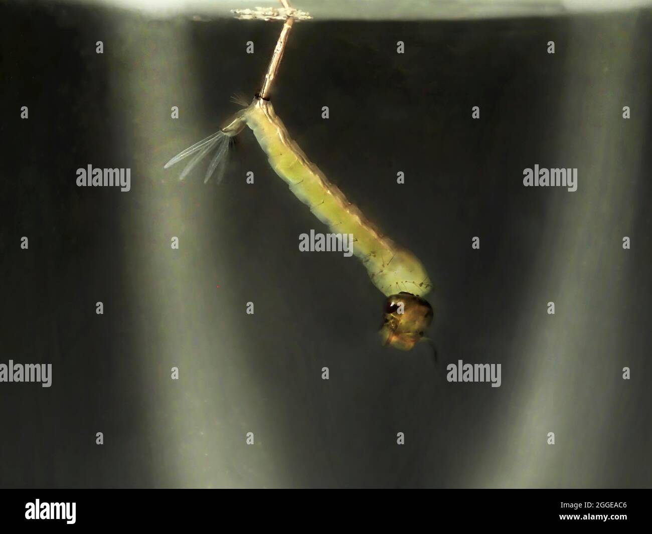 zanzara della casa del nord (Culex pipipiens), larva della zanzara sotterranea di Londra (Culex piens molestus) di preferenza umana in uno stagno Foto Stock