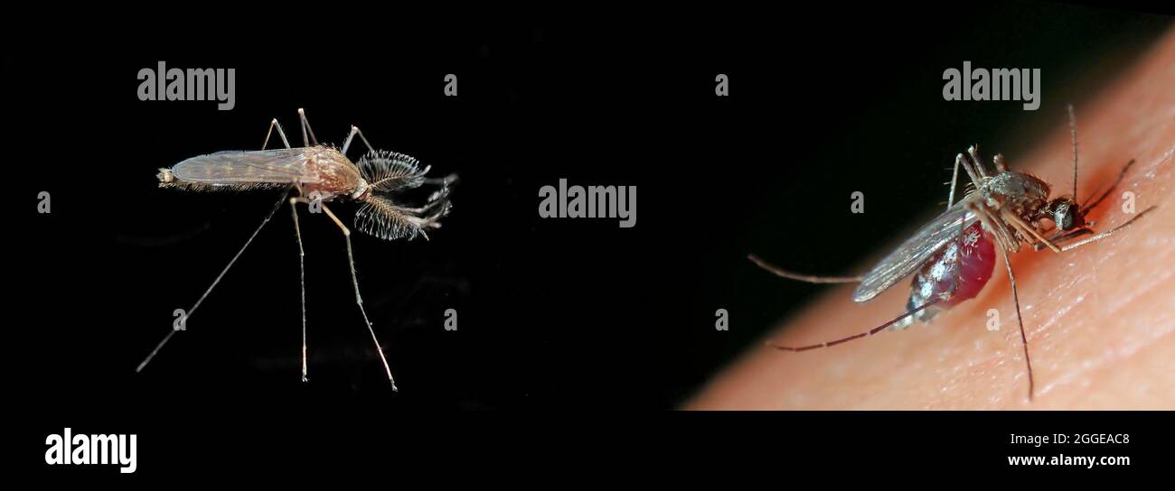 zanzara della casa settentrionale (Culex pipipiens), maschio (sinistra) e femmina (destra) della zanzara sotterranea di Londra preferita dall'uomo (Culex piens molestus) Foto Stock