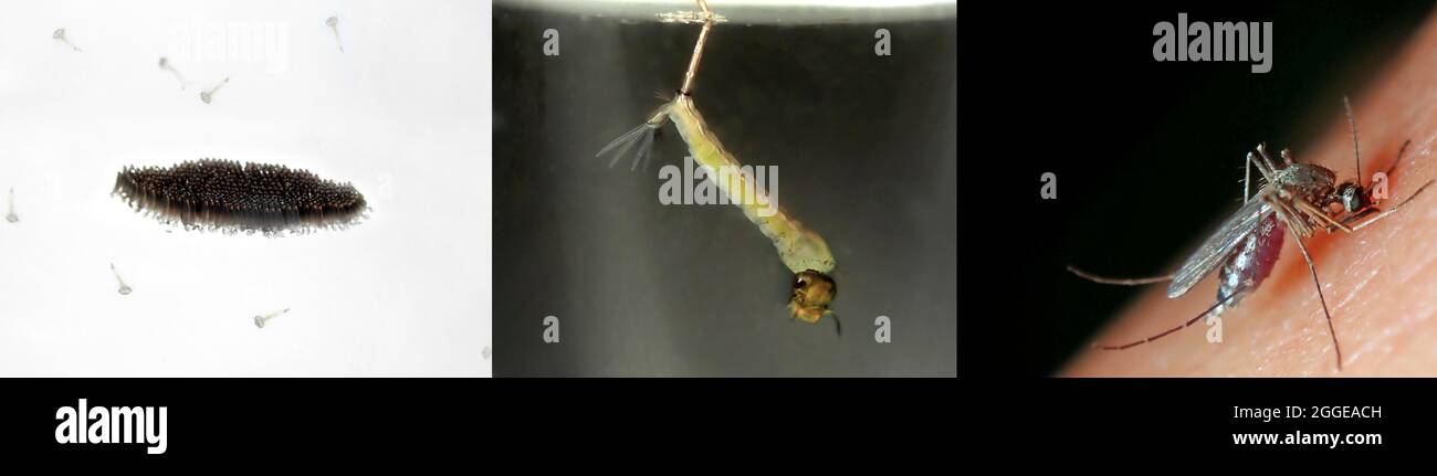 zanzara della casa del nord (Culex pipipiens), ciclo di vita della zanzara sotterranea di Londra preferita dall'uomo (Culex piens molestus) . Uova, larve Foto Stock