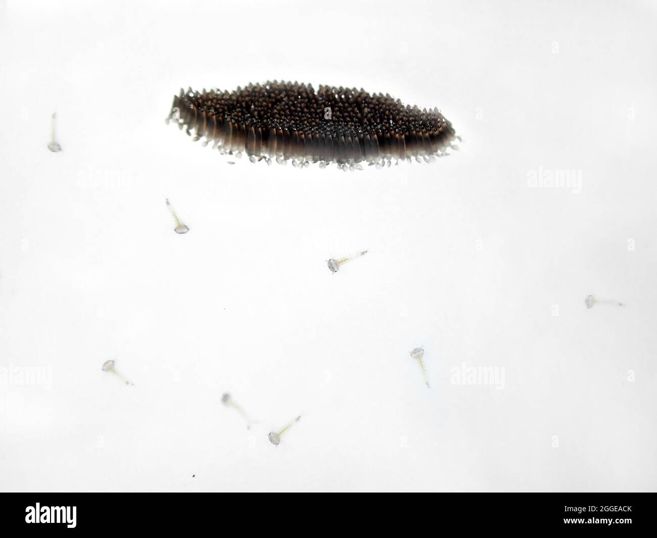 zanzara della casa del nord (Culex pipipiens), uova e larve appena schiusa della zanzara sotterranea di Londra preferita dall'uomo (Culex piens molestus) Foto Stock