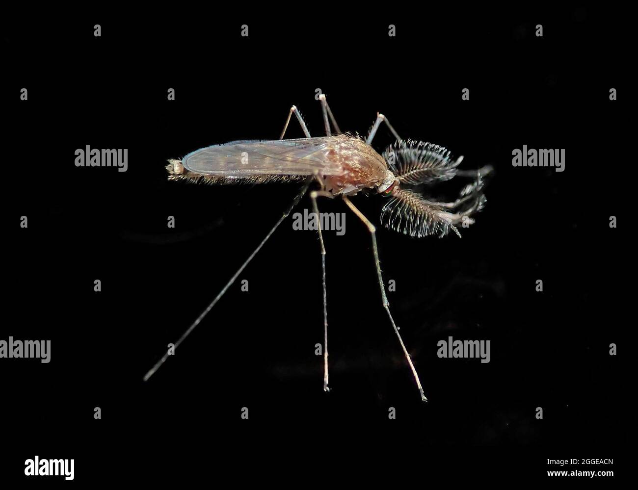 zanzara della casa del nord (Culex pipipiens), maschio della zanzara sotterranea di Londra preferita dall'uomo (Culex piens molestus), Baden-Wuerttemberg Foto Stock