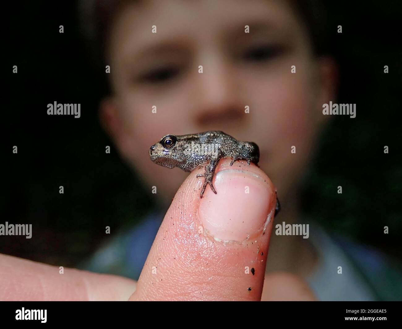 Piccola rana comune (Rana temporaria), dopo aver completato la metamorfosi, al dito di un ragazzo, primavera, Berlino, Germania Foto Stock