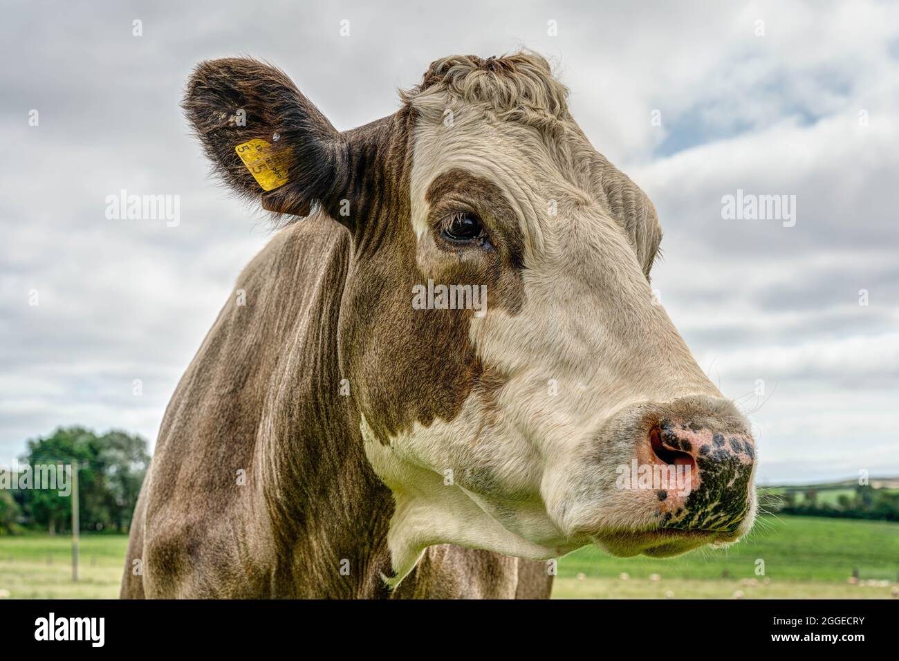 Un bel ritratto di una mucca bianca e beige che guarda la fotocamera, la testa che riempie la cornice con un mezzo giro di distanza. Lo sfondo è principalmente cielo. Foto Stock