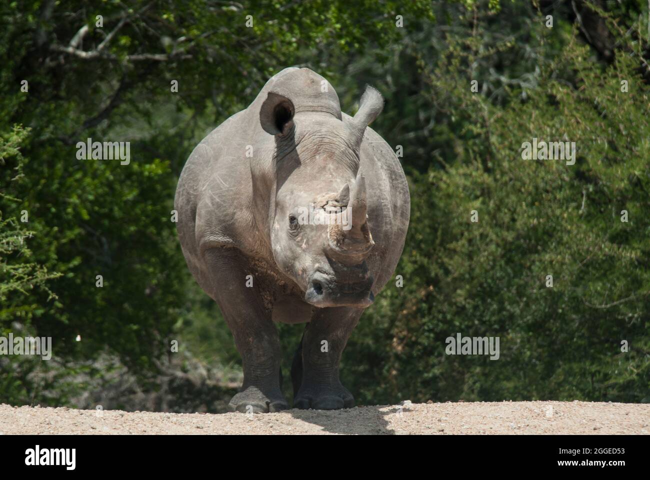 Grande Rhinoceros Bianco Meridionale (Ceratotherium simum simum) di fronte fotocamera con alberi verdi e imboscato dietro. Parco Nazionale di Kruger, Sudafrica. Foto Stock