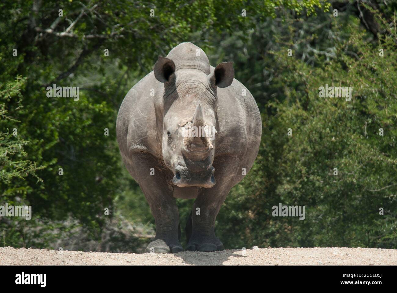 Grande Rhinoceros Bianco Meridionale (Ceratotherium simum simum) di fronte fotocamera con alberi verdi e imboscato dietro. Parco Nazionale di Kruger, Sudafrica. Foto Stock