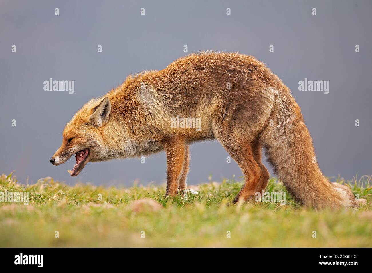 Una volpe rossa (Vulpes vulpes) che caccia e mangia nelle montagne spagnole. Foto Stock