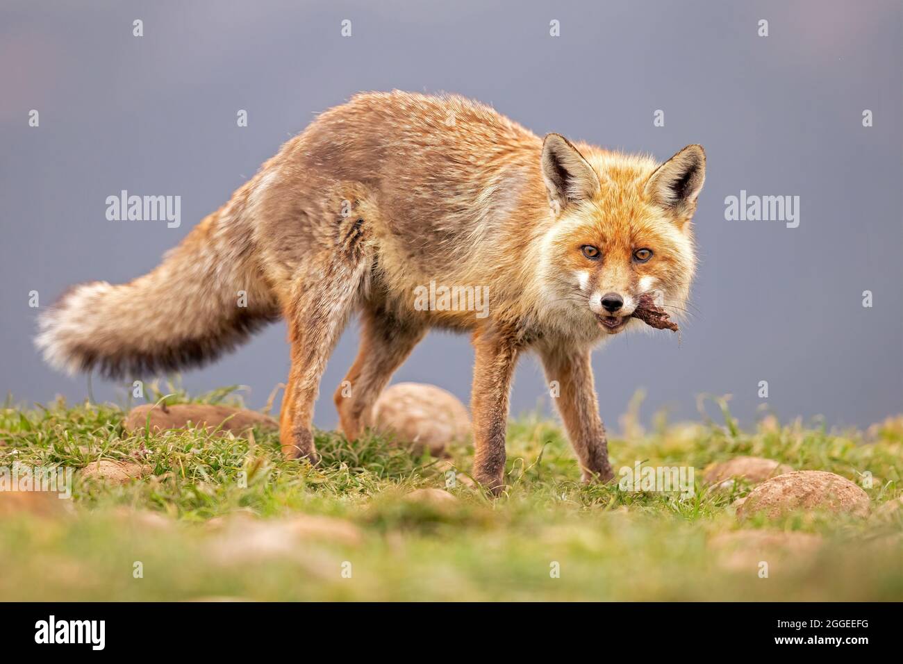 Una volpe rossa (Vulpes vulpes) che caccia e mangia nelle montagne spagnole. Foto Stock